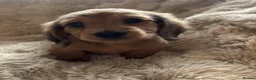 Miniature Dachshund dogs for sale: miniature long hair dachshund  in Inverurie - Advert 8