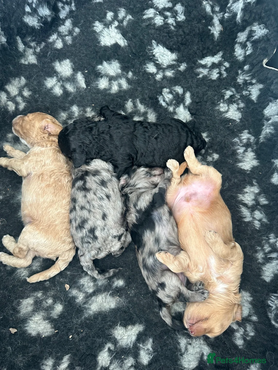 Shihpoo dogs for sale: Stunning Shihpoo FB1 Puppies in Wickford - Advert 11