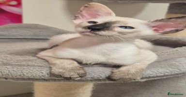 Siamese cats - Advert 3