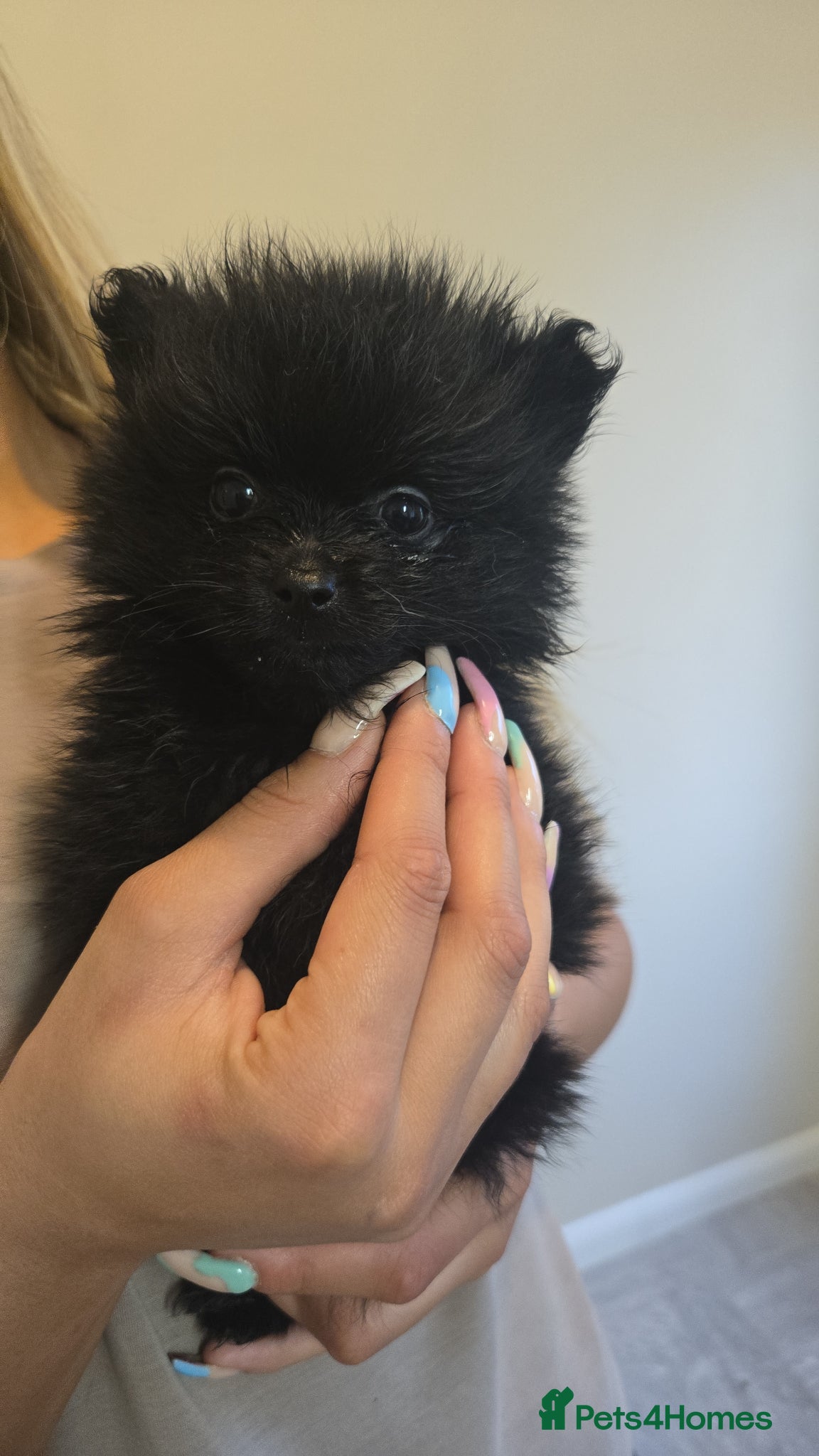 Pomeranian dogs Beautiful teddy pomeranian purebred  puppies  - Advert 15