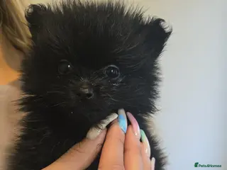 Pomeranian dogs Beautiful teddy pomeranian purebred puppies - Advert 15