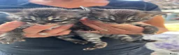 Bengal cats for sale: Rare Silver smoke Baby Bengals  in Stowmarket - Advert 21