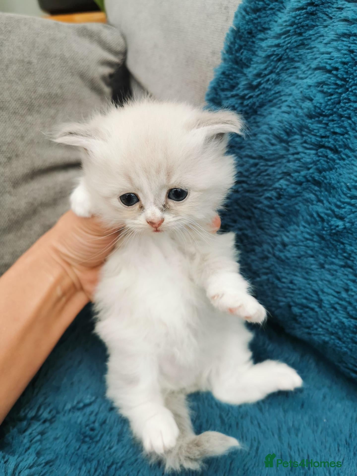 Siberian cats for sale: Registered Siberian Neva Kittens  - Advert 12