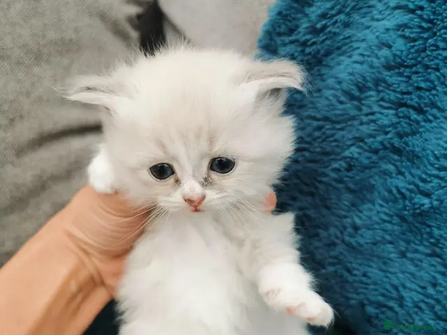 Siberian cats for sale: Registered Siberian Neva Kittens - Advert 7