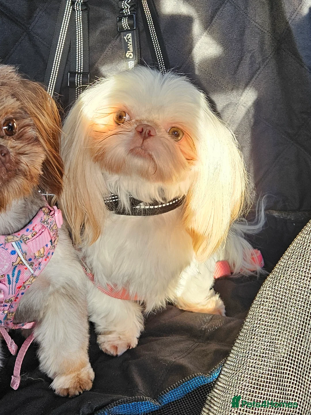 Shih Tzu dogs for sale: Stunning imperial girl - Advert 1