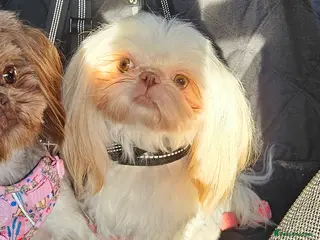 Shih Tzu dogs Stunning imperial girl - Advert 1