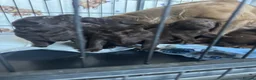 Labrador Retriever dogs for sale: Chunky chocolate Labrador puppies  - Advert 12