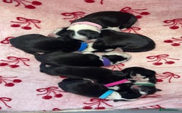 Border Collie dogs for sale: Border Collie Pups - Advert 14