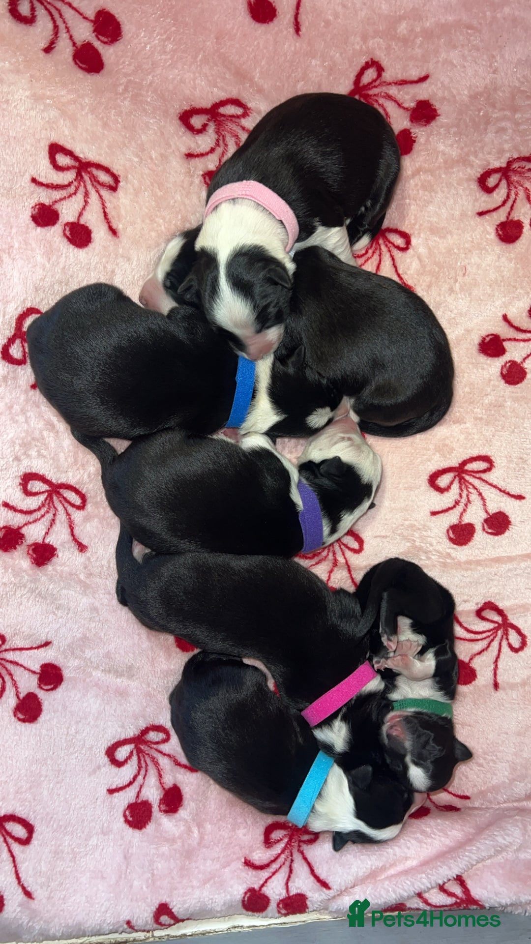 Border Collie dogs for sale: Border Collie Pups - Advert 14