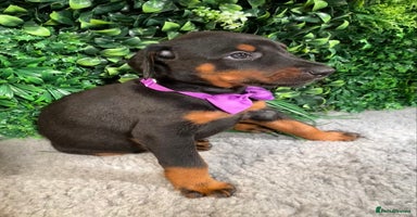 Dobermann dogs - Advert 4