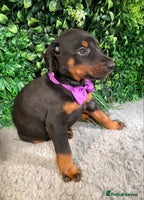 Dobermann dogs - Advert 1