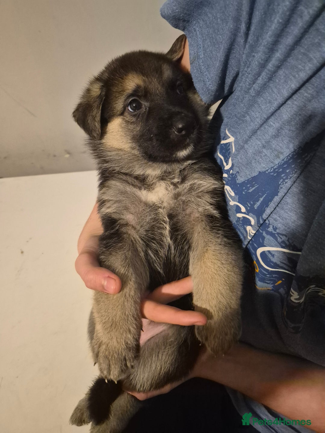 German Shepherd dogs for sale: 8 beautiful GSD puppies for sale  - Advert 23