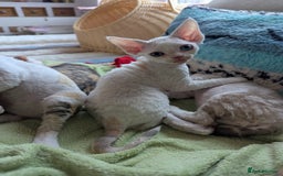 Devon Rex cats for sale: 🐾 Beautiful Devon Rex Kittens💕 - Image 16