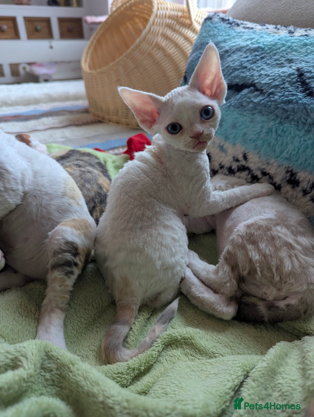 Devon Rex cats for sale: 🐾 Beautiful Devon Rex Kittens💕 - Image 16