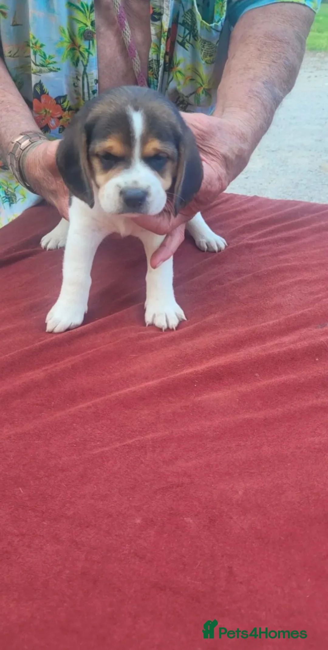 Beagle dogs for sale: Three amazing fresh Beagle puppies ready now - Advert 1