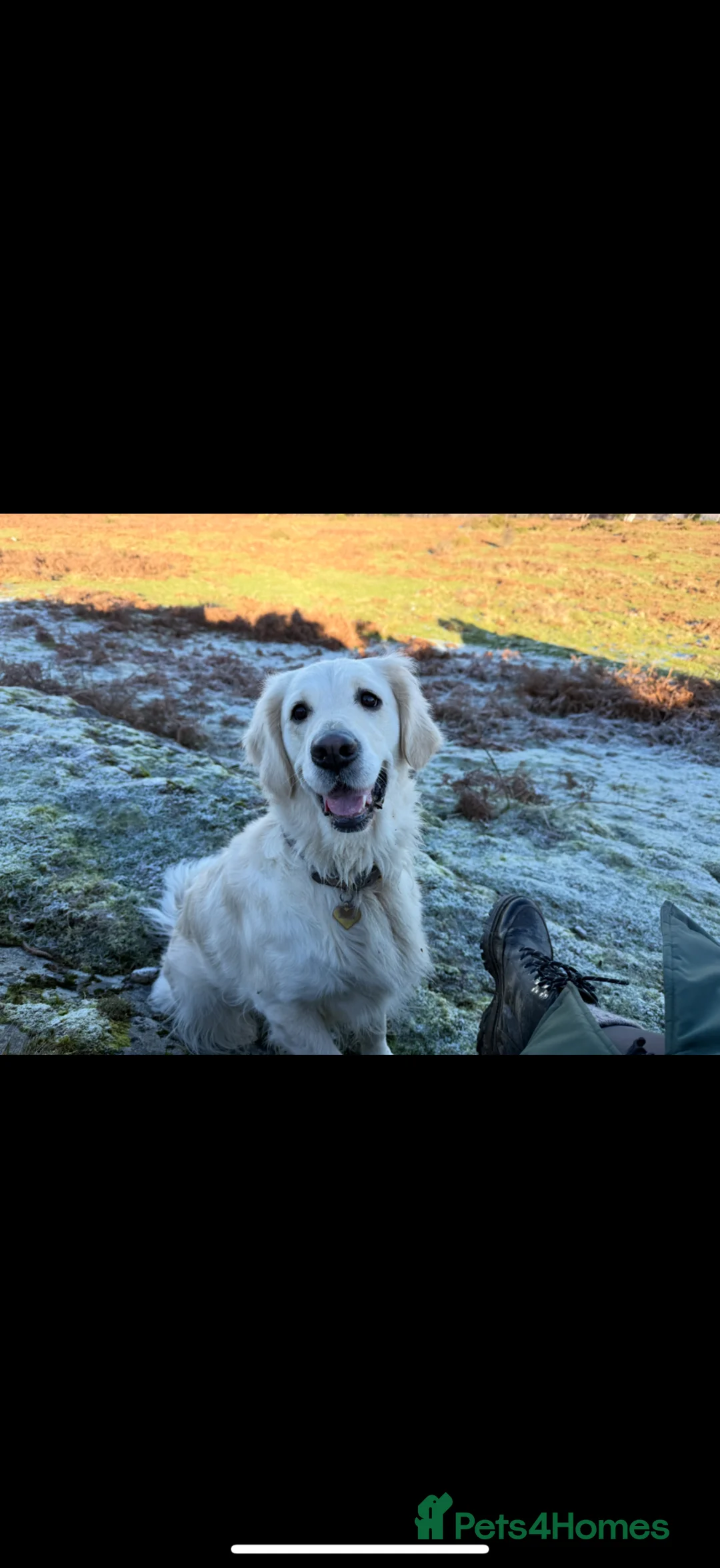 Golden Retriever dogs for sale: Beautiful golden retriever puppies due early June - Advert 1