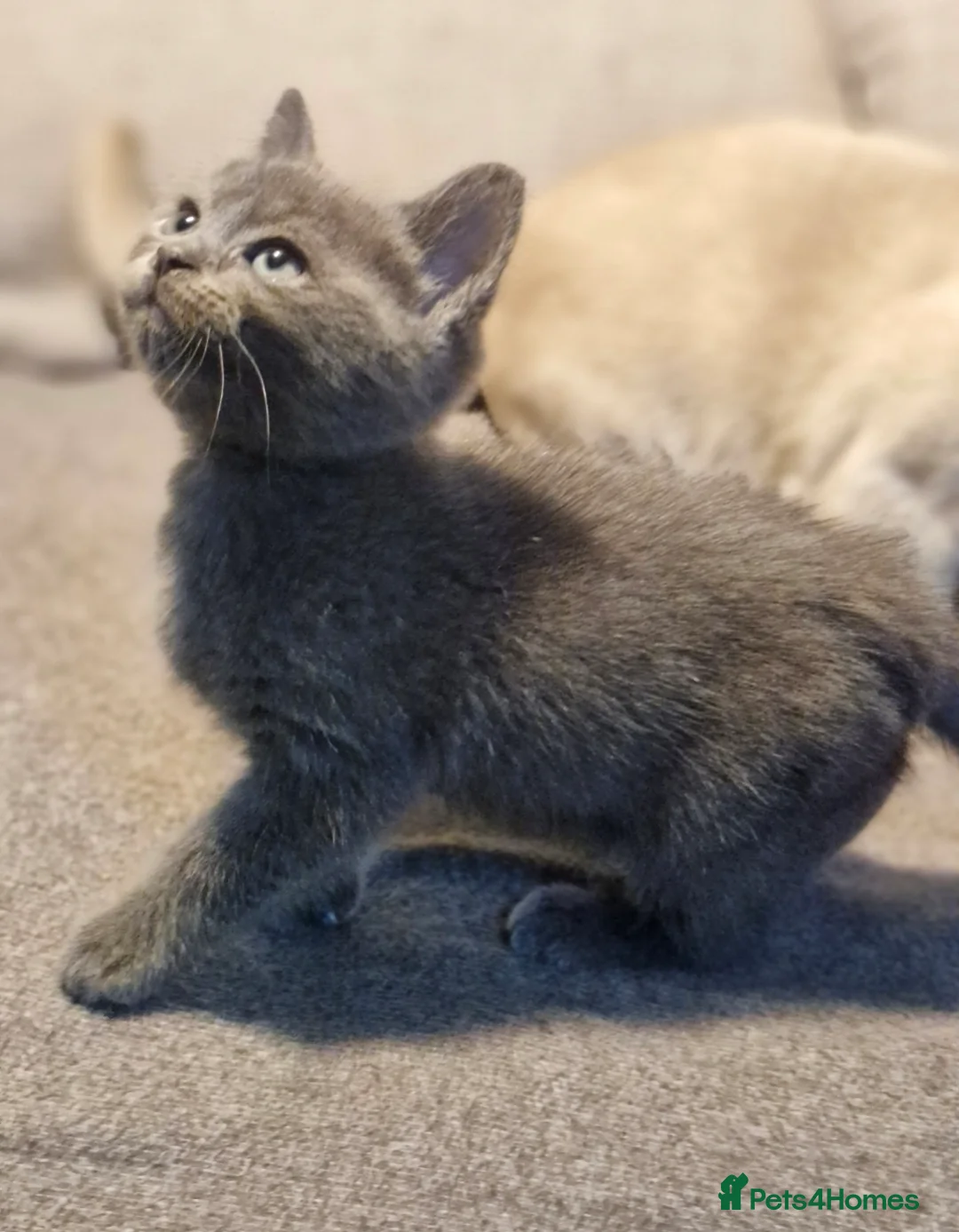 Burmese cats for sale: Burmese kitten - Advert 1