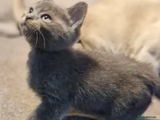 Burmese cats Burmese kitten - Advert 6