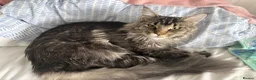 Maine Coon cats for sale:  🐾 Seeking Their Forever Homes Cleo and Dalia 🐾 - Advert 11