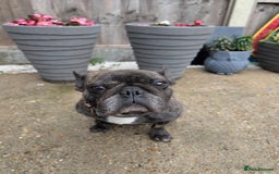 French Bulldog dogs for sale: Frenchie in need of a loving home  - Image 1