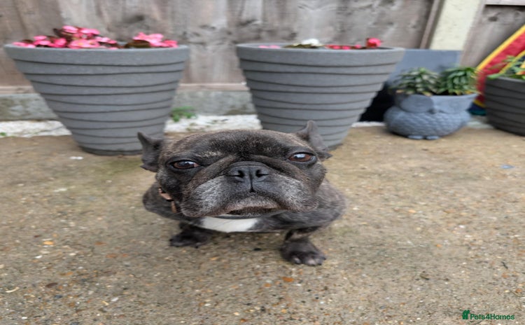 French Bulldog dogs - Advert 3