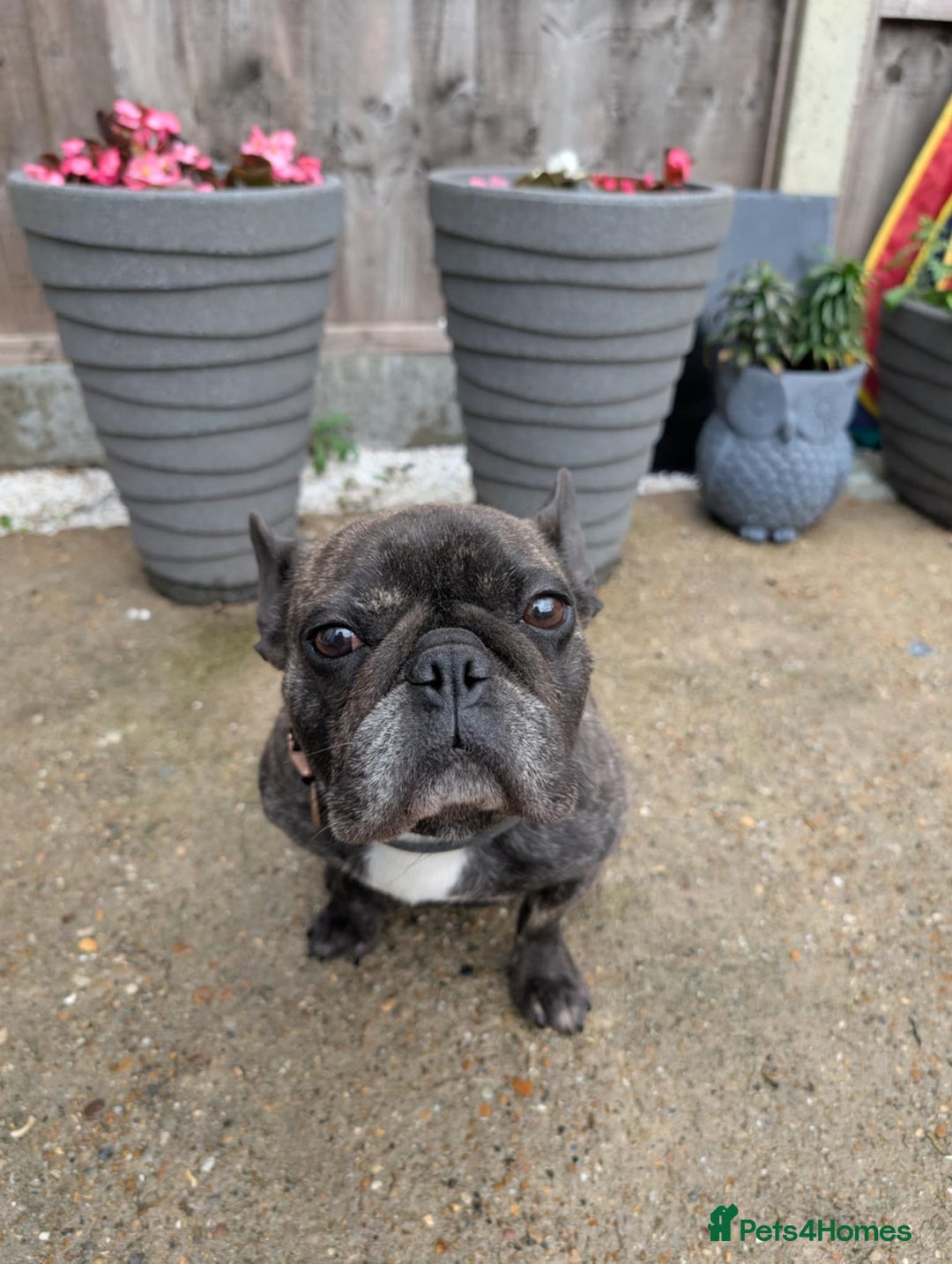 French Bulldog dogs for sale: Frenchie in need of a loving home  - Image 1