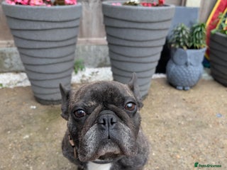 French Bulldog dogs - Advert 22