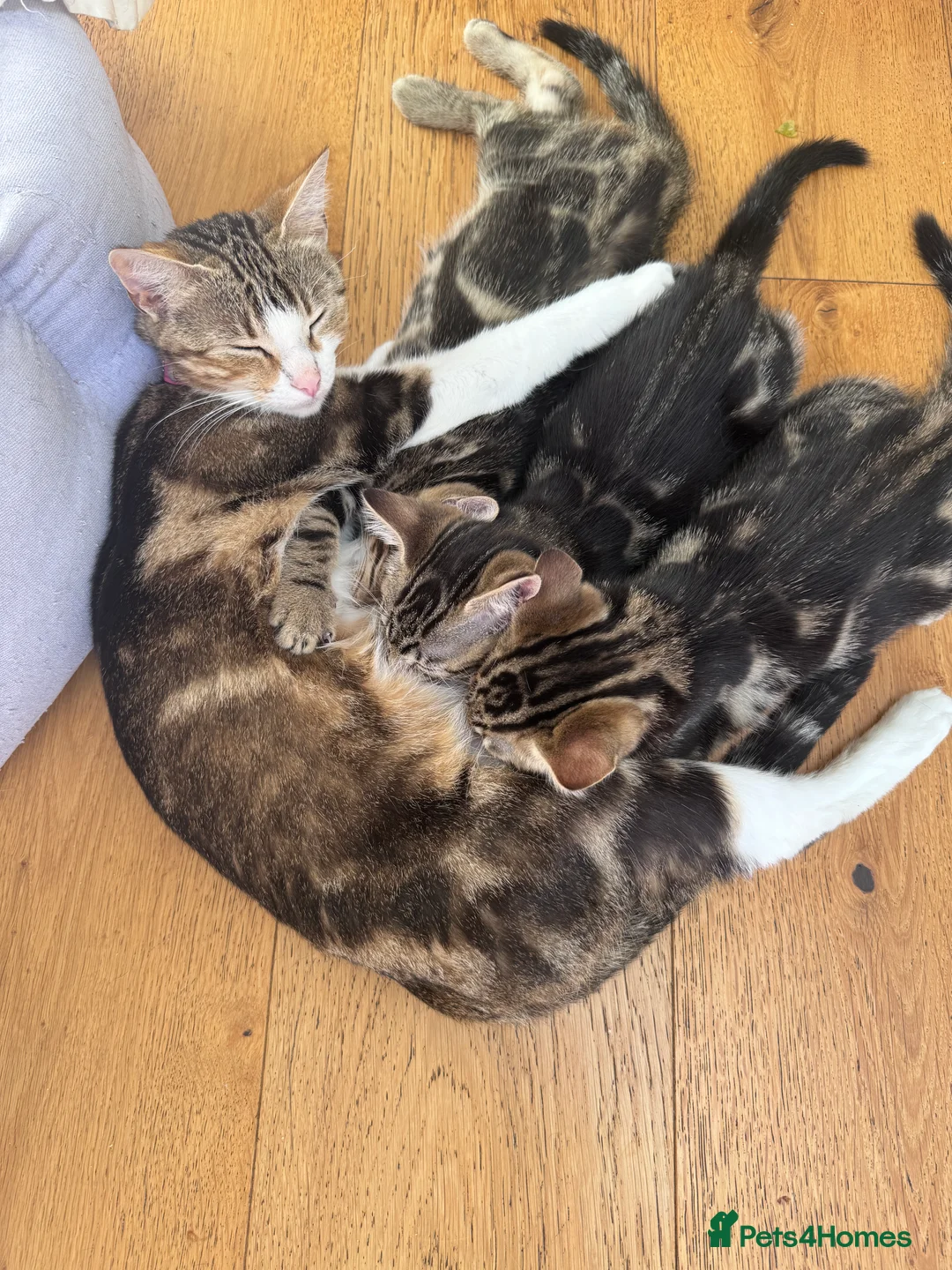 Mixed Breed cats for sale: Bengal cross kittens male & female  - Advert 2
