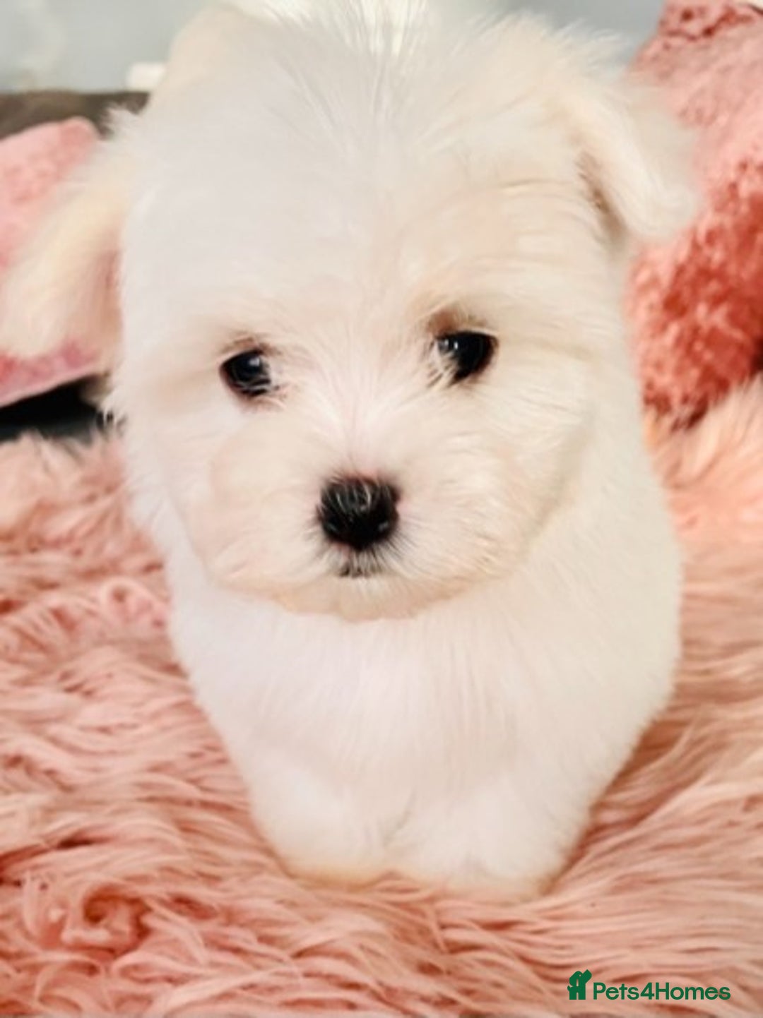 Maltese dogs for stud: Well proven, Kc registered Maltese for stud. in Northampton - Image 16