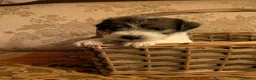 Jack Russell dogs for sale: Traditional Jack Russell terrier pups in Whitchurch - Advert 15