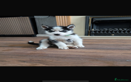 Siberian Husky dogs for sale: Beautiful Siberian husky puppies - Image 13
