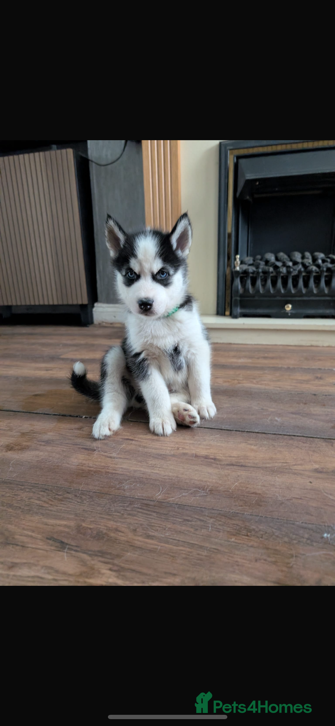 Siberian Husky dogs for sale: Beautiful Siberian husky puppies - Image 13