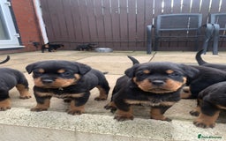 Rottweiler dogs for sale: AMAZING FULL PEDIGREE ROTTWEILER PUPPIES - Image 8
