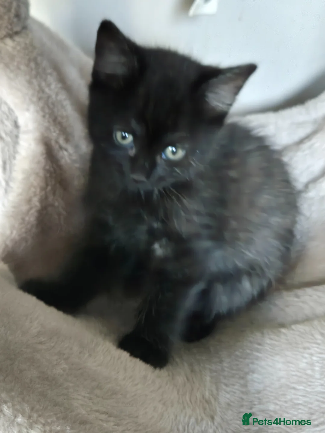 Mixed Breed cats for sale: Black kittens - Advert 2