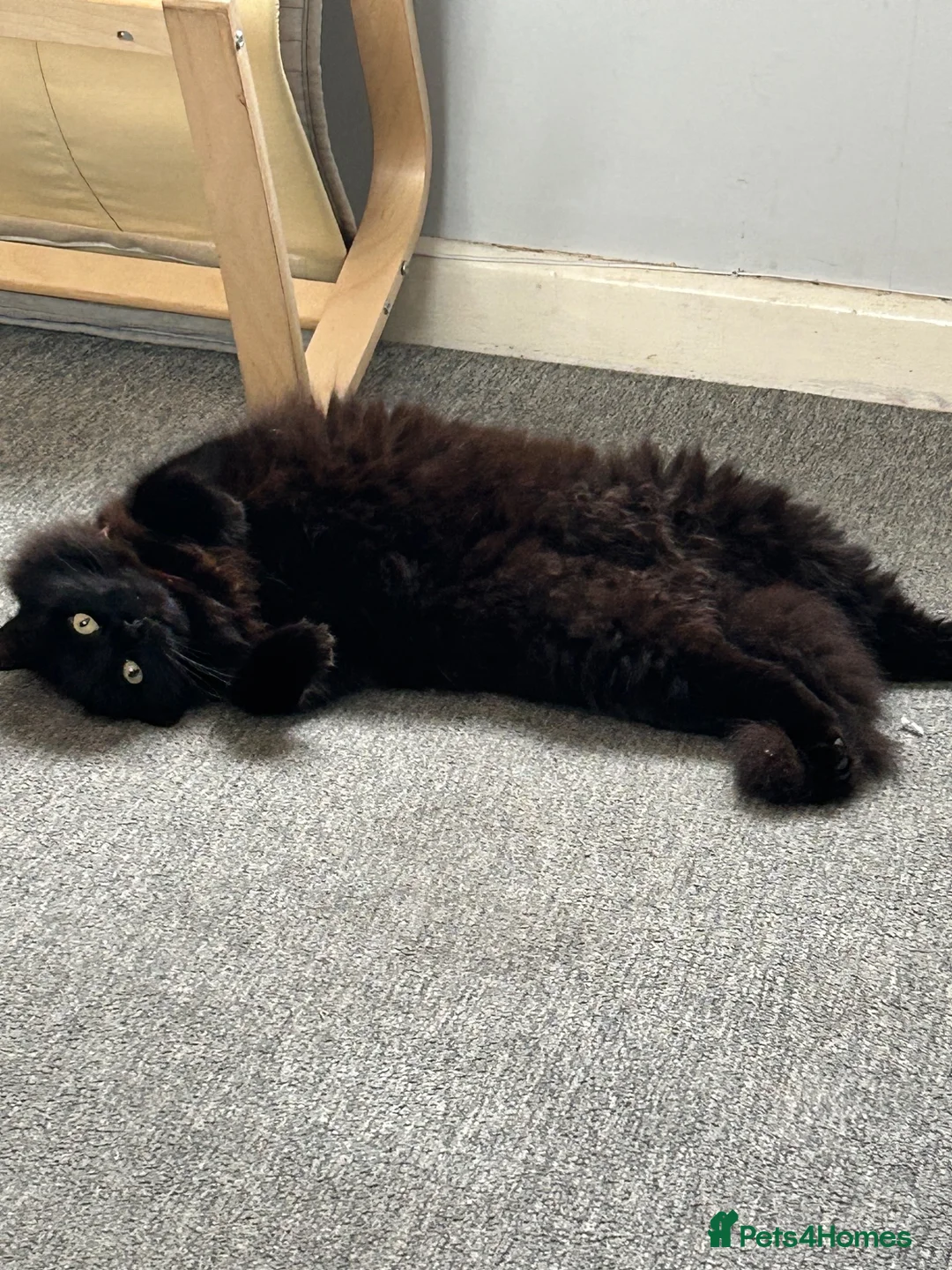 Mixed Breed cats for sale: Re-homing our cats READ DESCRIPTION  - Advert 2