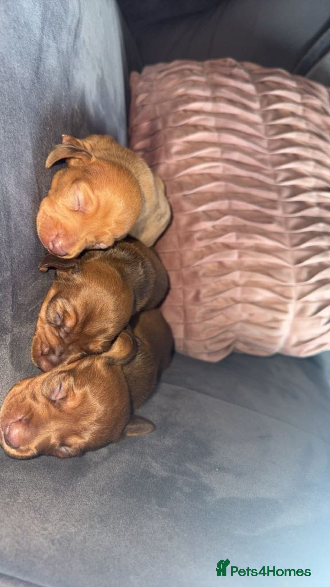 Miniature Dachshund dogs for sale: 3 gorgeous miniature daschunds - Image 22