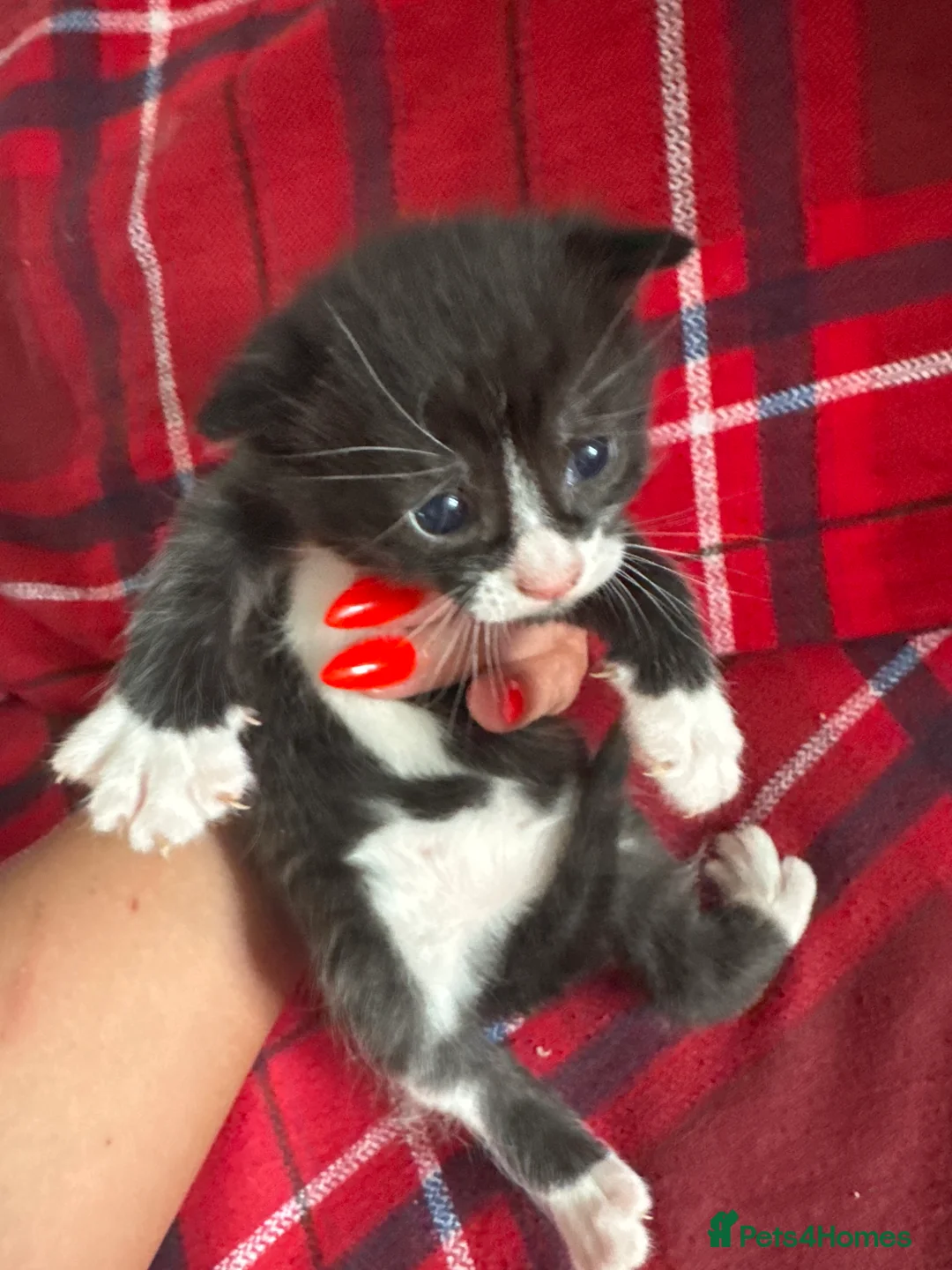 Mixed Breed cats for sale: Stunning cuddly fluffy kittens - Advert 2