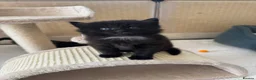 Mixed Breed cats for sale: Stunning kittens from a Maine Coon cross mum - Advert 28