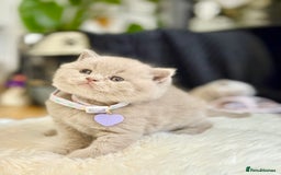 Scottish Fold cats for sale: Scottish fold - Image 4