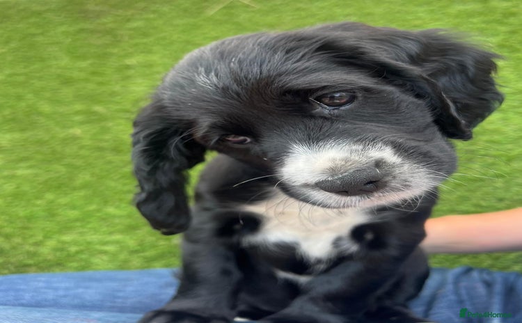 Mixed Breed dogs - Advert 1