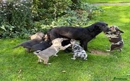 Labrador Retriever dogs for sale: Gorgeous Rare Labrador Retriever Pups  - Image 18