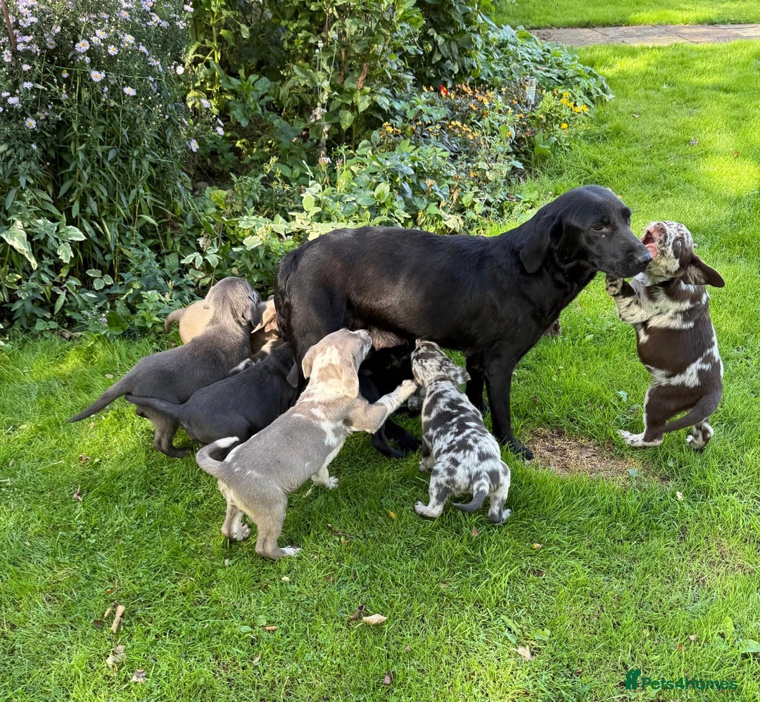 Labrador Retriever dogs for sale: Gorgeous Rare Labrador Retriever Pups  - Image 18