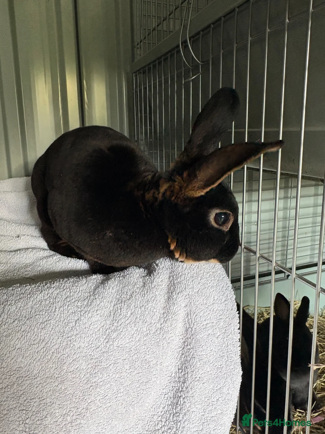 Rex rabbits for sale: Mini Rex adult male  - Advert 4
