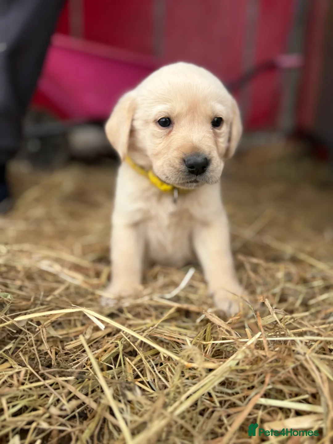 Labrador Retriever dogs for sale: Labrador retriever pups for sale black and gold X in Newark - Advert 8