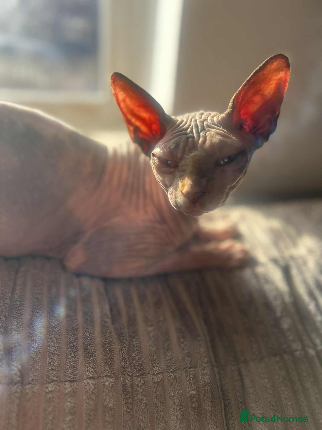 Sphynx cats for sale: Cute couple (Sphynx) - Image 3