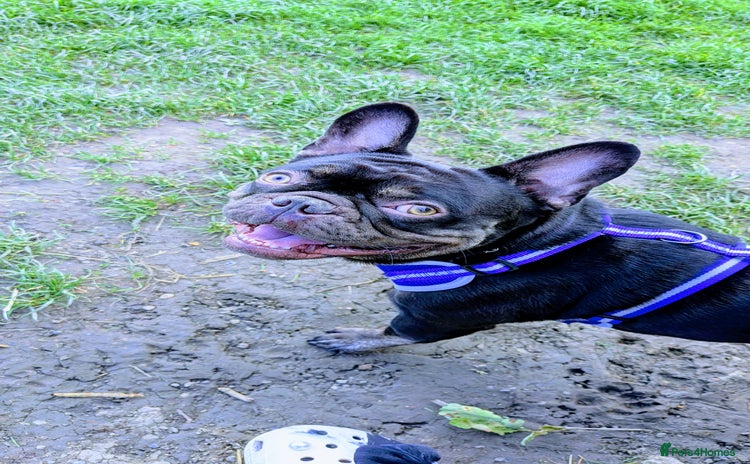 French Bulldog dogs - Advert 3
