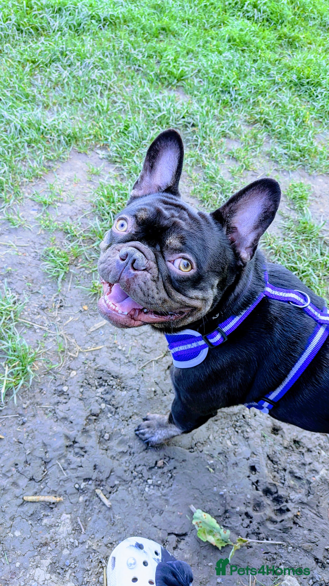 French Bulldog dogs for sale: Male Frenchie 13 months old  - Image 1