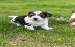 Biewer Terrier dogs for sale: Just one gorgeous boy and girl available  - Image 6