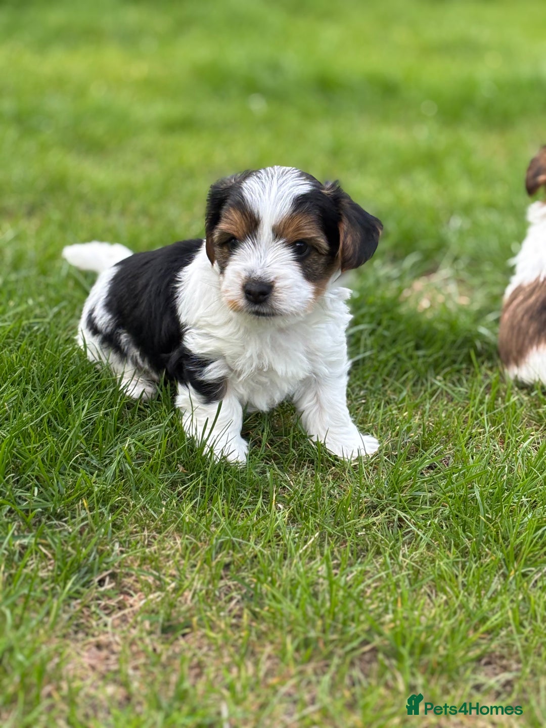 Biewer Terrier dogs for sale: Just one gorgeous boy and girl available  - Image 6