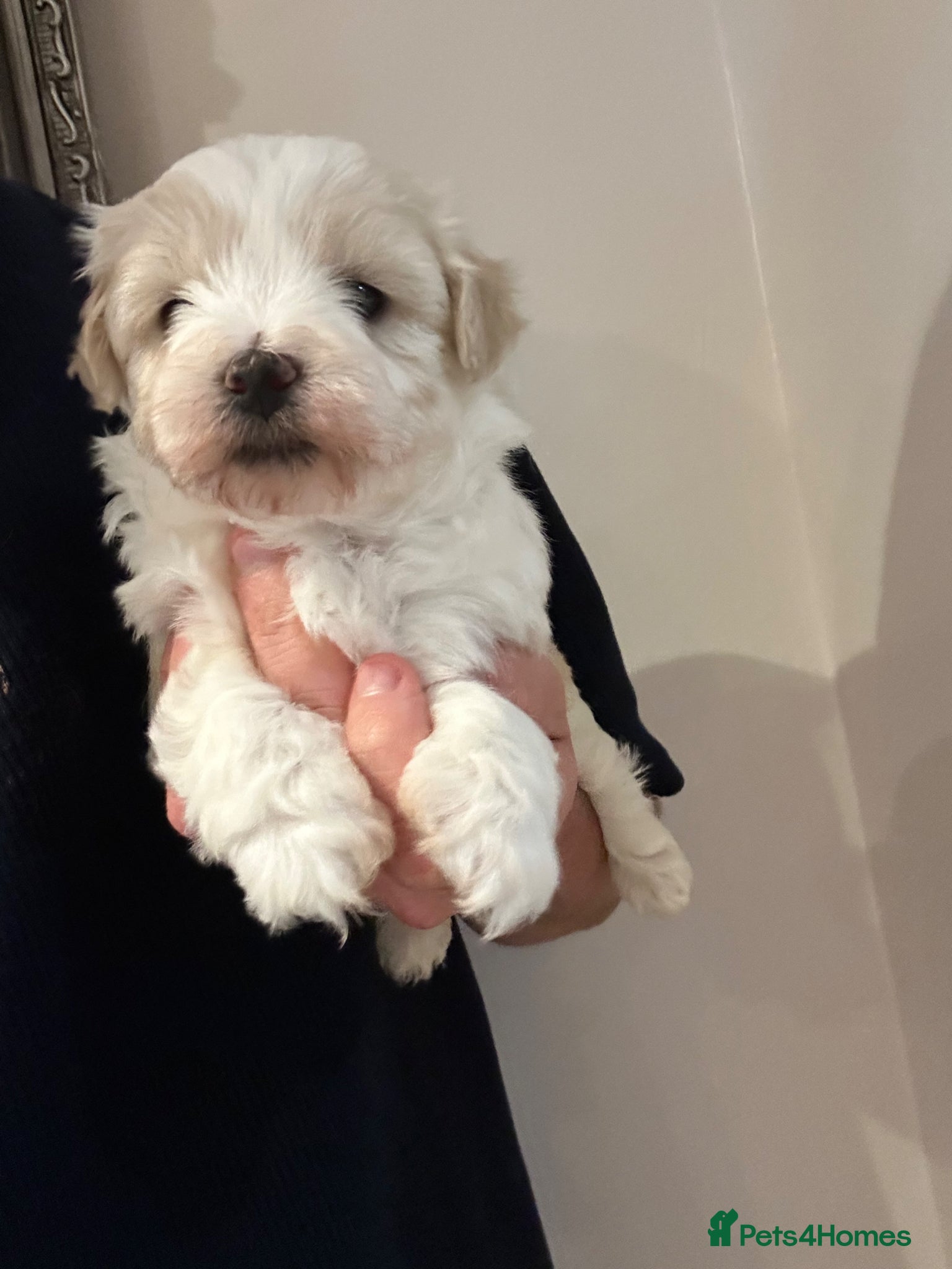 Maltipoo dogs  Maltipoo pups - Advert 2